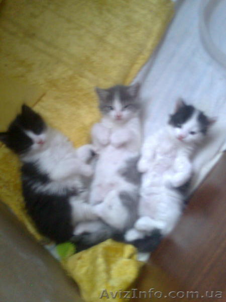 Подарю котят в хорошие руки - <ro>Изображение</ro><ru>Изображение</ru> #1, <ru>Объявление</ru> #2215