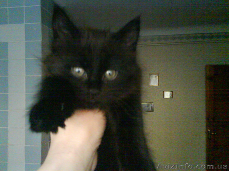 Котенок срочно в хорошие руки - <ro>Изображение</ro><ru>Изображение</ru> #1, <ru>Объявление</ru> #20546