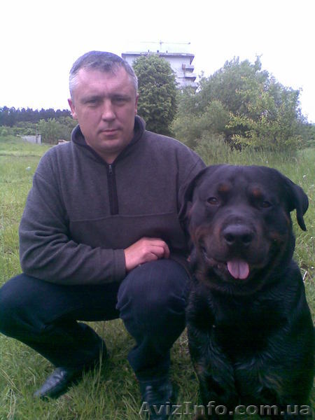 Ротвейлер мальчик ищет - <ro>Изображение</ro><ru>Изображение</ru> #1, <ru>Объявление</ru> #21946