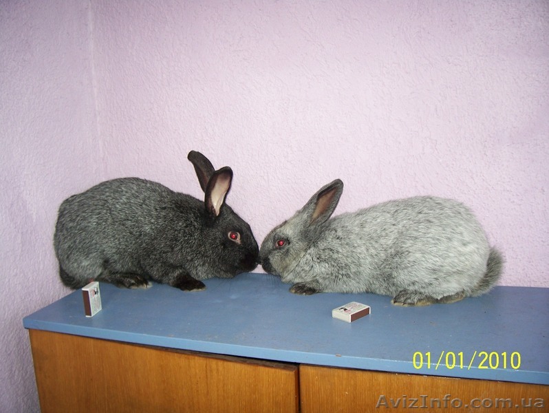 кролики серебристой породы - <ro>Изображение</ro><ru>Изображение</ru> #1, <ru>Объявление</ru> #38921