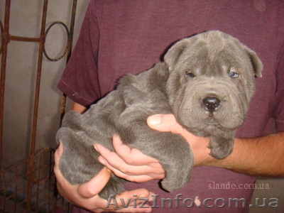 Шарпей щенки гоубого и черного окраса. - <ro>Изображение</ro><ru>Изображение</ru> #1, <ru>Объявление</ru> #87081