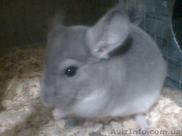 шиншиллы разных окрасов - <ro>Изображение</ro><ru>Изображение</ru> #1, <ru>Объявление</ru> #111952