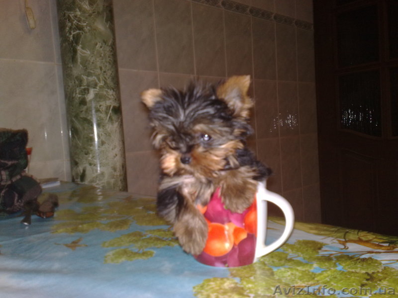 мини и стандарт йорки - <ro>Изображение</ro><ru>Изображение</ru> #1, <ru>Объявление</ru> #140291