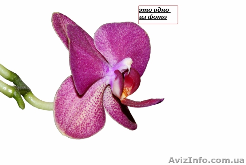 SONY Продаётся зеркальный фотоаппарат  - <ro>Изображение</ro><ru>Изображение</ru> #1, <ru>Объявление</ru> #141188