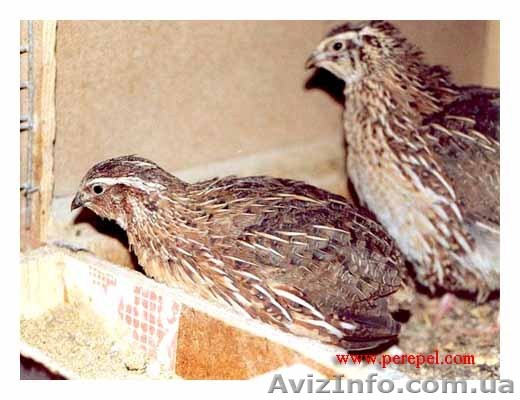 Перепела, фазаны, цесарки....................... - <ro>Изображение</ro><ru>Изображение</ru> #1, <ru>Объявление</ru> #139048