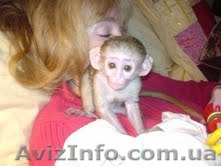 обезьяны капуцина для принятия..... - <ro>Изображение</ro><ru>Изображение</ru> #1, <ru>Объявление</ru> #157565