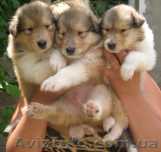 Колли щенки от 2500 грн. - <ro>Изображение</ro><ru>Изображение</ru> #1, <ru>Объявление</ru> #215688