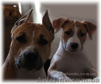 Продам щенков амстаффа (американский стаффордширский терьер) - <ro>Изображение</ro><ru>Изображение</ru> #1, <ru>Объявление</ru> #196325