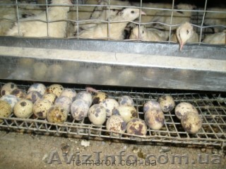 Продам перепела и яйца перепелов Житомир - <ro>Изображение</ro><ru>Изображение</ru> #1, <ru>Объявление</ru> #337712