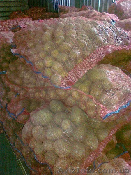 Картофель                                     - <ro>Изображение</ro><ru>Изображение</ru> #1, <ru>Объявление</ru> #351366