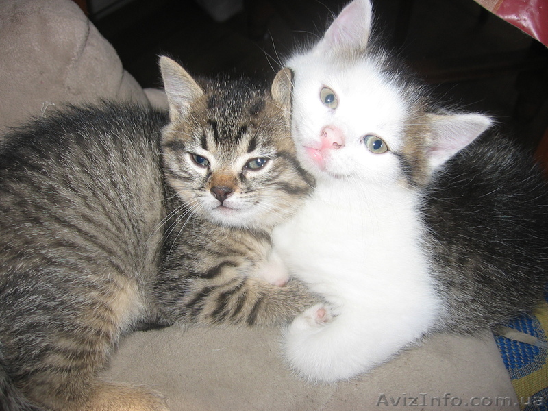Котята в хорошие руки - <ro>Изображение</ro><ru>Изображение</ru> #1, <ru>Объявление</ru> #398001