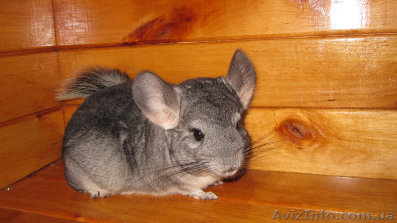 шиншиллка ждет хозяина - <ro>Изображение</ro><ru>Изображение</ru> #1, <ru>Объявление</ru> #446415