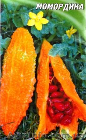 момордика - оранжевый огурец - <ro>Изображение</ro><ru>Изображение</ru> #1, <ru>Объявление</ru> #527525