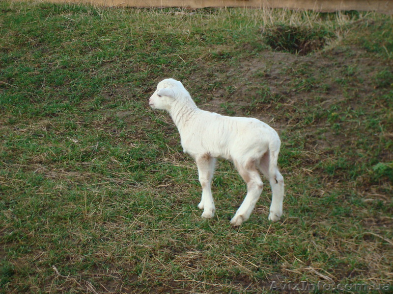 Ягнята 4-х месячные - <ro>Изображение</ro><ru>Изображение</ru> #1, <ru>Объявление</ru> #636143