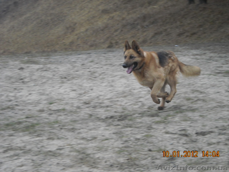 продам щенков овчарки - <ro>Изображение</ro><ru>Изображение</ru> #1, <ru>Объявление</ru> #635298