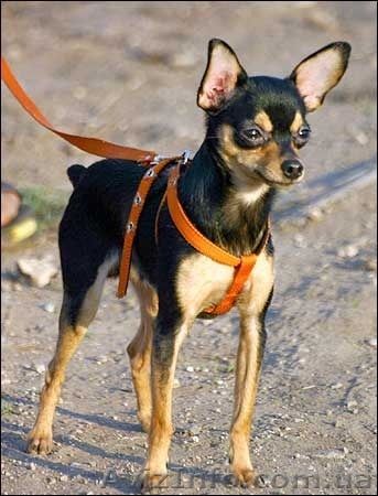 Пропала Собака.порода Той-терьер 23 мая 2012г. - <ro>Изображение</ro><ru>Изображение</ru> #1, <ru>Объявление</ru> #667763