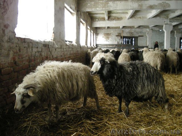 Продаем баранов - <ro>Изображение</ro><ru>Изображение</ru> #1, <ru>Объявление</ru> #675175