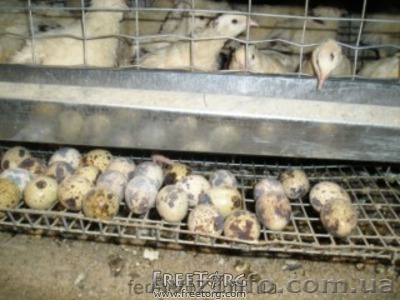 яйца перепелиные, мясо перепелов - <ro>Изображение</ro><ru>Изображение</ru> #1, <ru>Объявление</ru> #338499