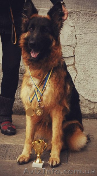 Щенки немецкой титулованой овчарки - <ro>Изображение</ro><ru>Изображение</ru> #1, <ru>Объявление</ru> #859633