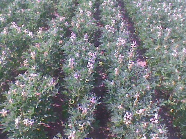 Насіння люпину білого - <ro>Изображение</ro><ru>Изображение</ru> #1, <ru>Объявление</ru> #852316