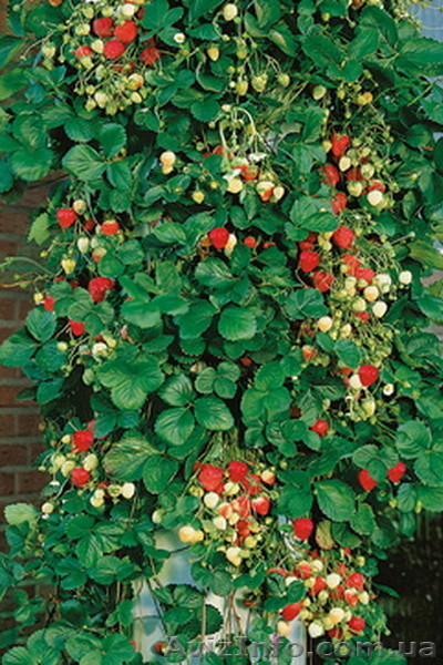 вьющаяся клубника - <ro>Изображение</ro><ru>Изображение</ru> #1, <ru>Объявление</ru> #876634