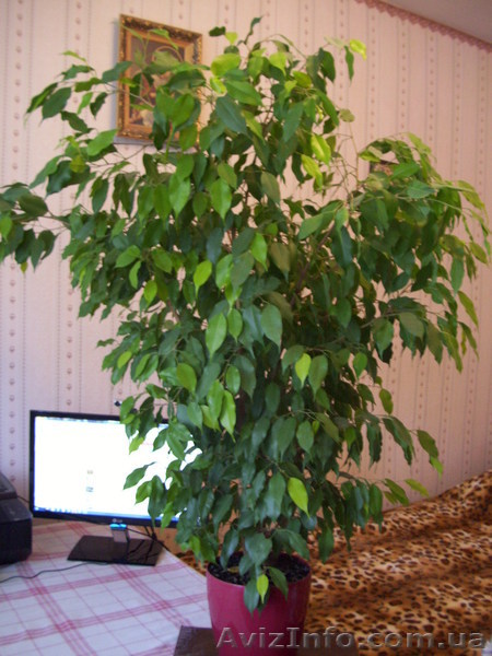 Монстера і фікус бенжаміна - <ro>Изображение</ro><ru>Изображение</ru> #1, <ru>Объявление</ru> #933074