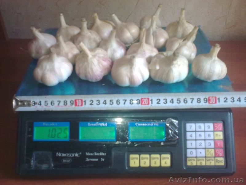 Продам чеснок зубок, воздушка, и однозубка цена дог. - <ro>Изображение</ro><ru>Изображение</ru> #1, <ru>Объявление</ru> #943800