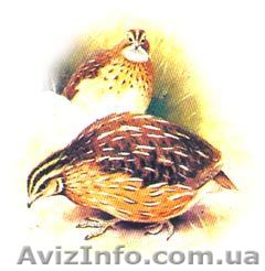 Продам готовый бизнес:  Перепелиная ферма.  - <ro>Изображение</ro><ru>Изображение</ru> #1, <ru>Объявление</ru> #960502