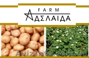 Главный инженер - <ro>Изображение</ro><ru>Изображение</ru> #1, <ru>Объявление</ru> #976521