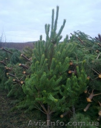 бирки для елок, сосна новогодняя 2011 бирки, бирки на елки, елки с бирками, елка - <ro>Изображение</ro><ru>Изображение</ru> #1, <ru>Объявление</ru> #995266