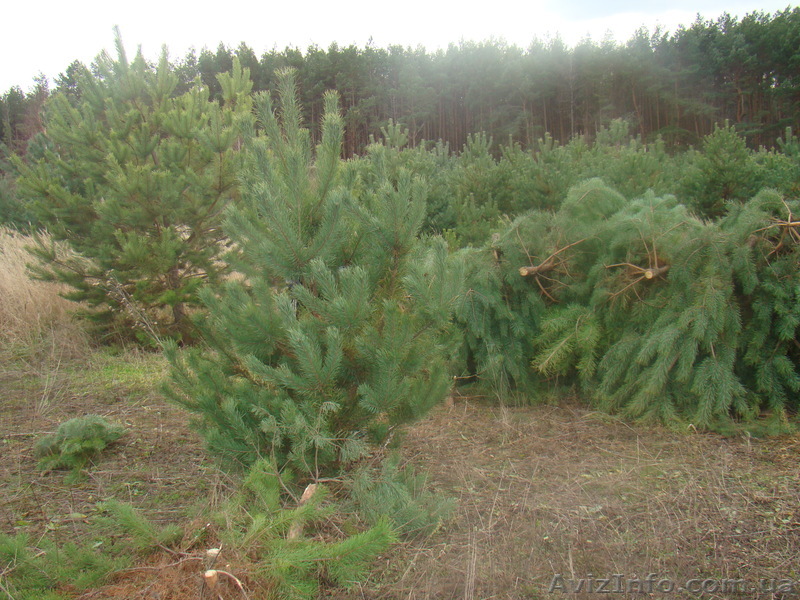 продам новогодние сосны - <ro>Изображение</ro><ru>Изображение</ru> #1, <ru>Объявление</ru> #992560