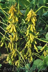 семена сои.ультраранние сорта.доставка в хозяйство - <ro>Изображение</ro><ru>Изображение</ru> #1, <ru>Объявление</ru> #1005262