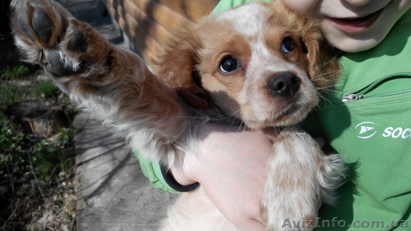 Щенок для охоты - <ro>Изображение</ro><ru>Изображение</ru> #1, <ru>Объявление</ru> #1066097