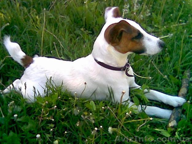 продам щенков гладкошерстного фокстерьера от рабочих родителей - <ro>Изображение</ro><ru>Изображение</ru> #1, <ru>Объявление</ru> #1092588