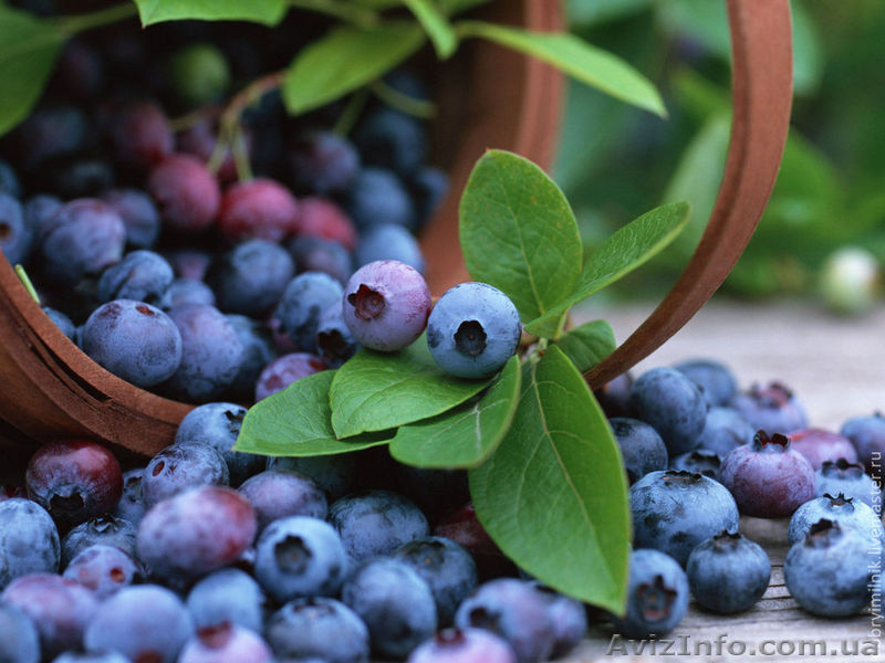 Працівники на упаковку чорниці для супермаркетів у Польщу - <ro>Изображение</ro><ru>Изображение</ru> #1, <ru>Объявление</ru> #1119612