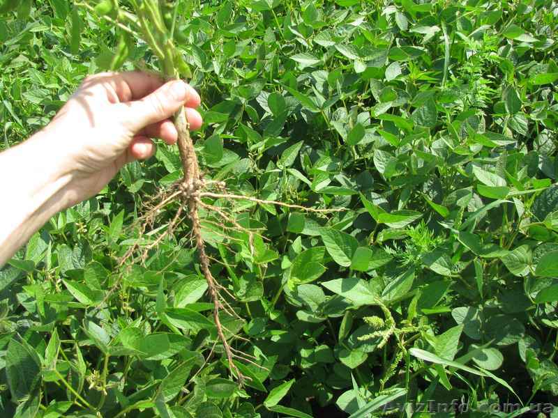 семена сои,ультраранний сорт, стойкий к Глифосатам - <ro>Изображение</ro><ru>Изображение</ru> #1, <ru>Объявление</ru> #1134927