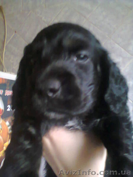 спаниельки русские , девочки - <ro>Изображение</ro><ru>Изображение</ru> #1, <ru>Объявление</ru> #1163096