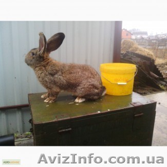 ПРОДАМ КРОЛИКОВ ФЛАНДЕРОВ - <ro>Изображение</ro><ru>Изображение</ru> #1, <ru>Объявление</ru> #1213969