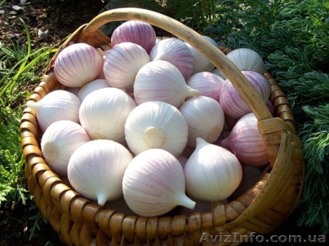 ОДНОЗУБКА(однодоля,однозубок) Cемена чеснока « Софиевский » сорт - <ro>Изображение</ro><ru>Изображение</ru> #1, <ru>Объявление</ru> #1282823