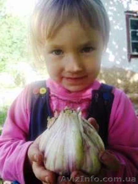 Продам чеснок озимый посадочный цена дог. - <ro>Изображение</ro><ru>Изображение</ru> #1, <ru>Объявление</ru> #1282814