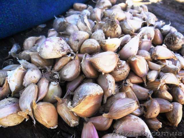 Первая репродукция ЗУБОК  чеснока посадочной фракции - <ro>Изображение</ro><ru>Изображение</ru> #1, <ru>Объявление</ru> #1282820