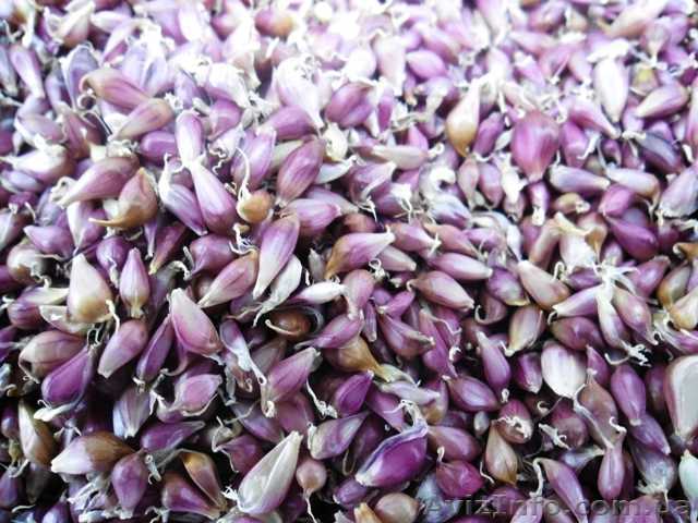 Воздушка (CЕМЕНА чеснока)  «Cофиевский » сорт - <ro>Изображение</ro><ru>Изображение</ru> #1, <ru>Объявление</ru> #1282819