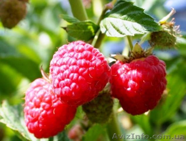 Саженцы ремонантной малины оптом  - <ro>Изображение</ro><ru>Изображение</ru> #1, <ru>Объявление</ru> #1318384