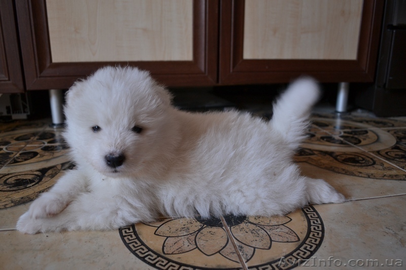 Ищем ответственные руки для щенков Самоедской лайки. - <ro>Изображение</ro><ru>Изображение</ru> #1, <ru>Объявление</ru> #1327643