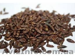 Почки березовые, березові бруньки - <ro>Изображение</ro><ru>Изображение</ru> #1, <ru>Объявление</ru> #1355288