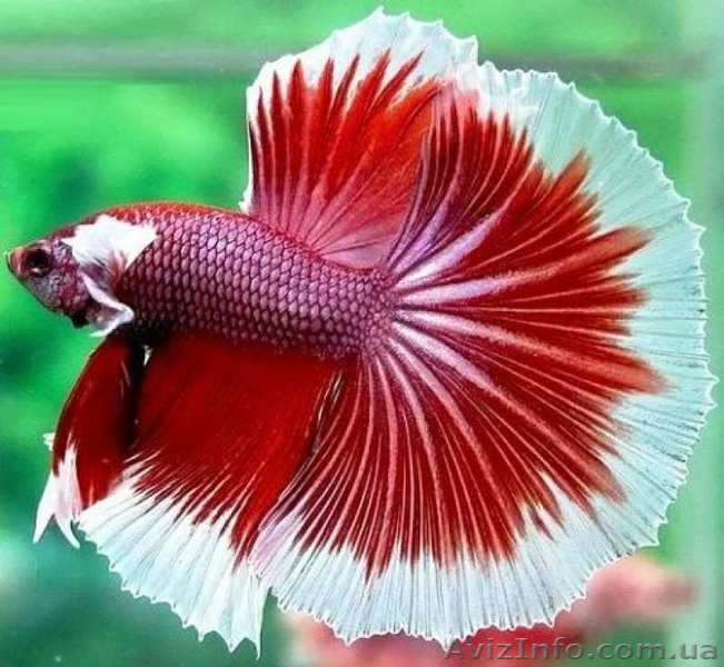 Аквариумные рыбки Fishmack - <ro>Изображение</ro><ru>Изображение</ru> #1, <ru>Объявление</ru> #1404942