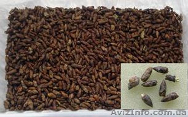 Березові бруньки власного виробництва - <ro>Изображение</ro><ru>Изображение</ru> #1, <ru>Объявление</ru> #1536741