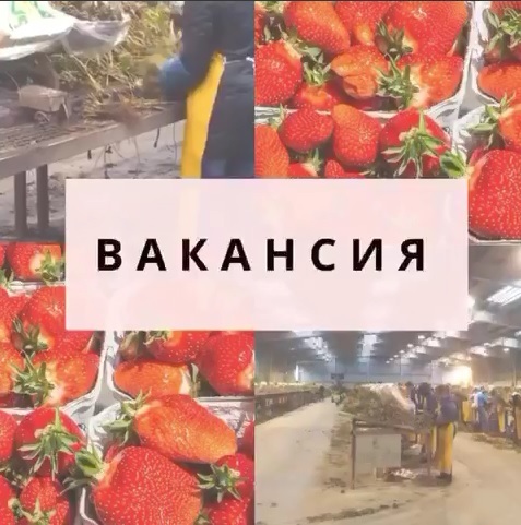 Всех желающих приглашаем на работу в Польше  - <ro>Изображение</ro><ru>Изображение</ru> #1, <ru>Объявление</ru> #1690981