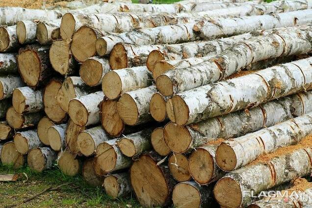 Продажа дров береза/сосна 1-2-4 метра (кругляк) Житомирская Область - <ro>Изображение</ro><ru>Изображение</ru> #1, <ru>Объявление</ru> #1734172