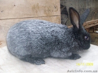 кролики продажа - <ro>Изображение</ro><ru>Изображение</ru> #2, <ru>Объявление</ru> #12558